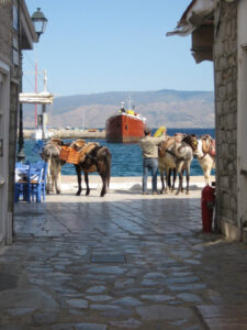 Photo of Hydra
